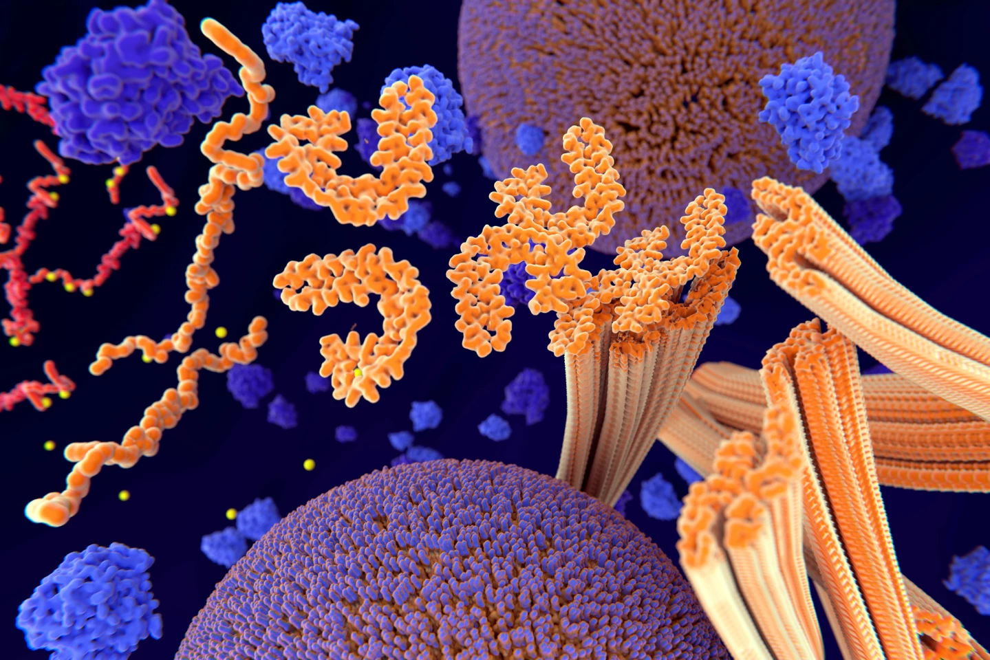 When tau (red) is abnormally phosphorylated, it sticks to other tau molecules, creating long tangles (yellow)