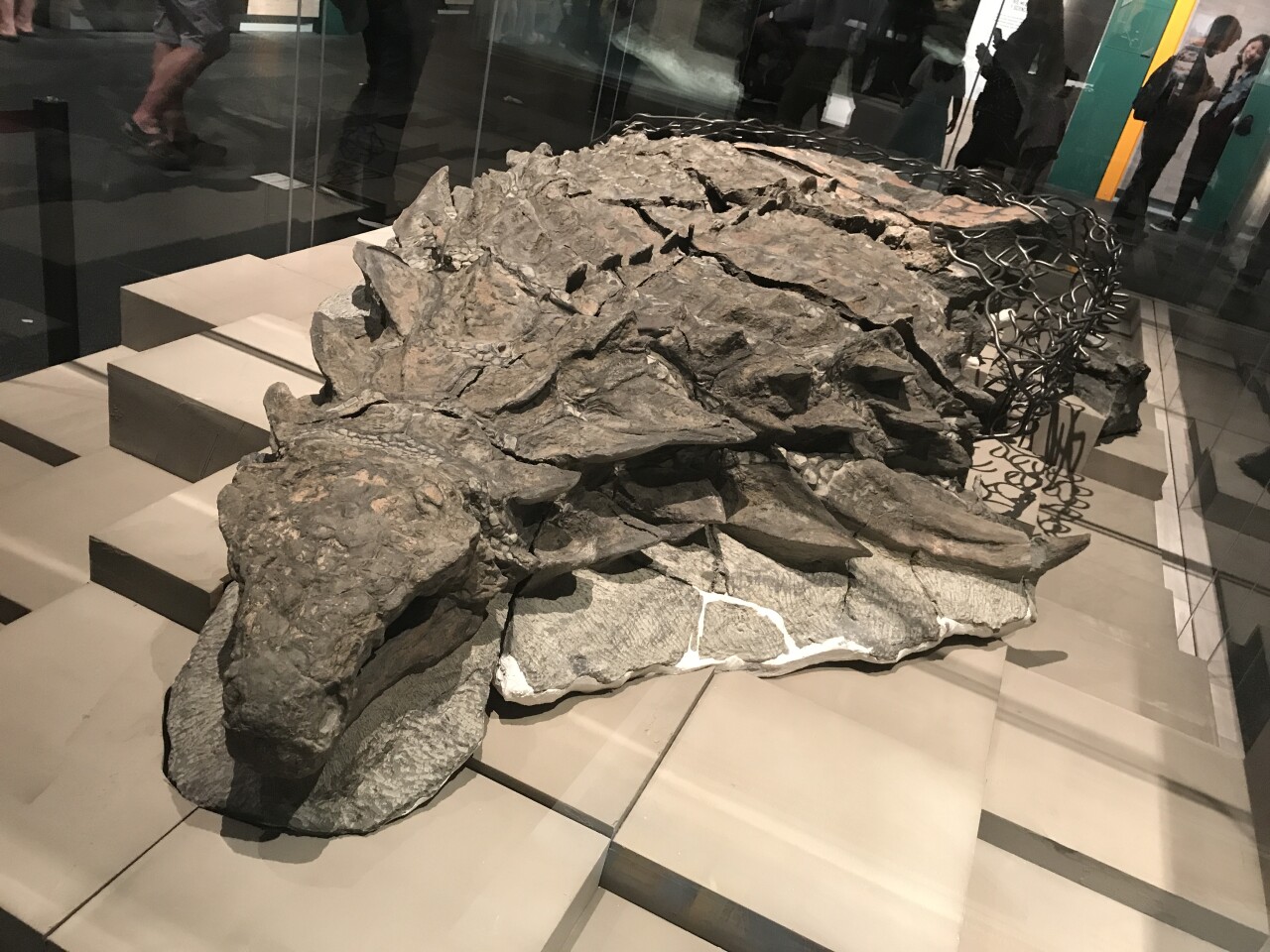 The nodosaur is on display at the Royal Tyrrell Museum in Alberta, Canada