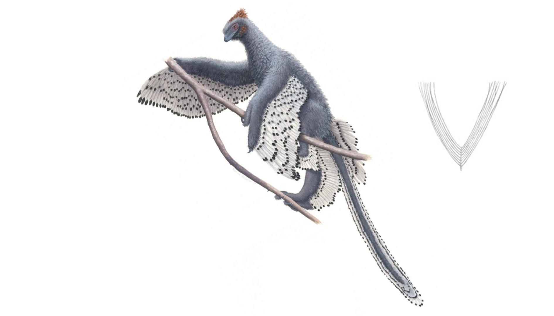 This drawing of the bird-like dinosaur, Anchiornis, may just be the most accurate depiction of any dinosaur species ever