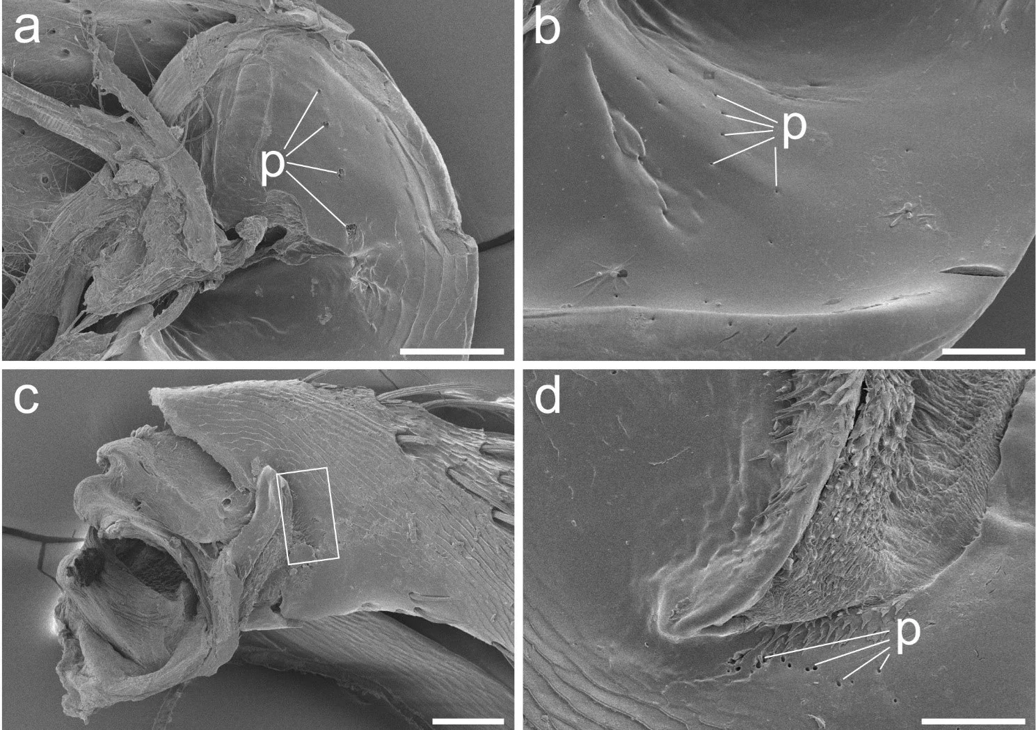 Scanning electron microscope images highlight the tiny pores on the beetle's knees