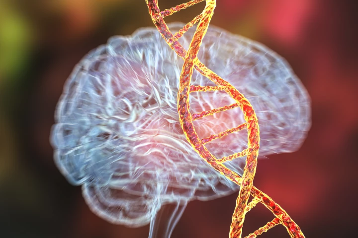 A new single-dose genetic therapy has stopped the progression of two devastating neurodegenerative diseases in mice