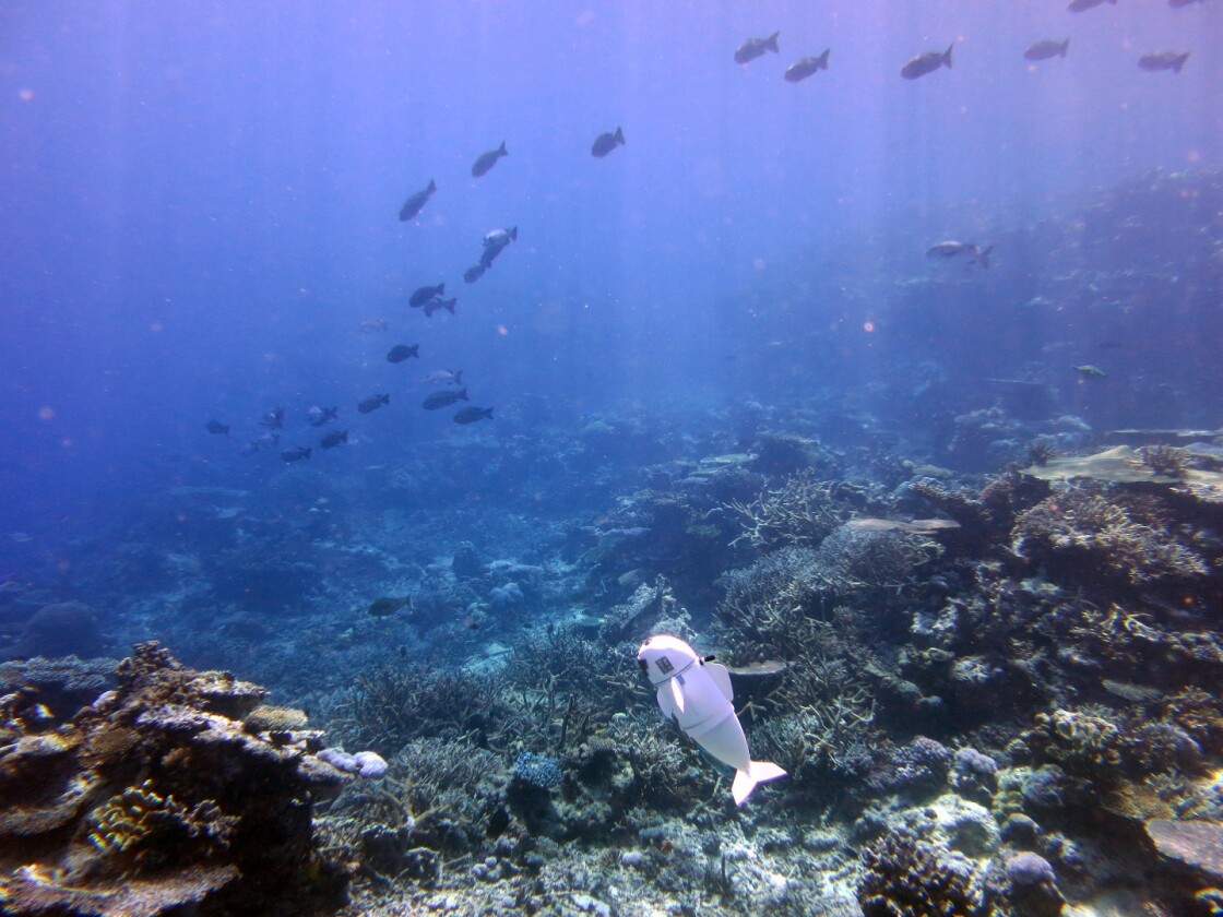 The soft exterior and quiet nature make the SoFi robot ideal for closely observing marine life without creating disturbances
