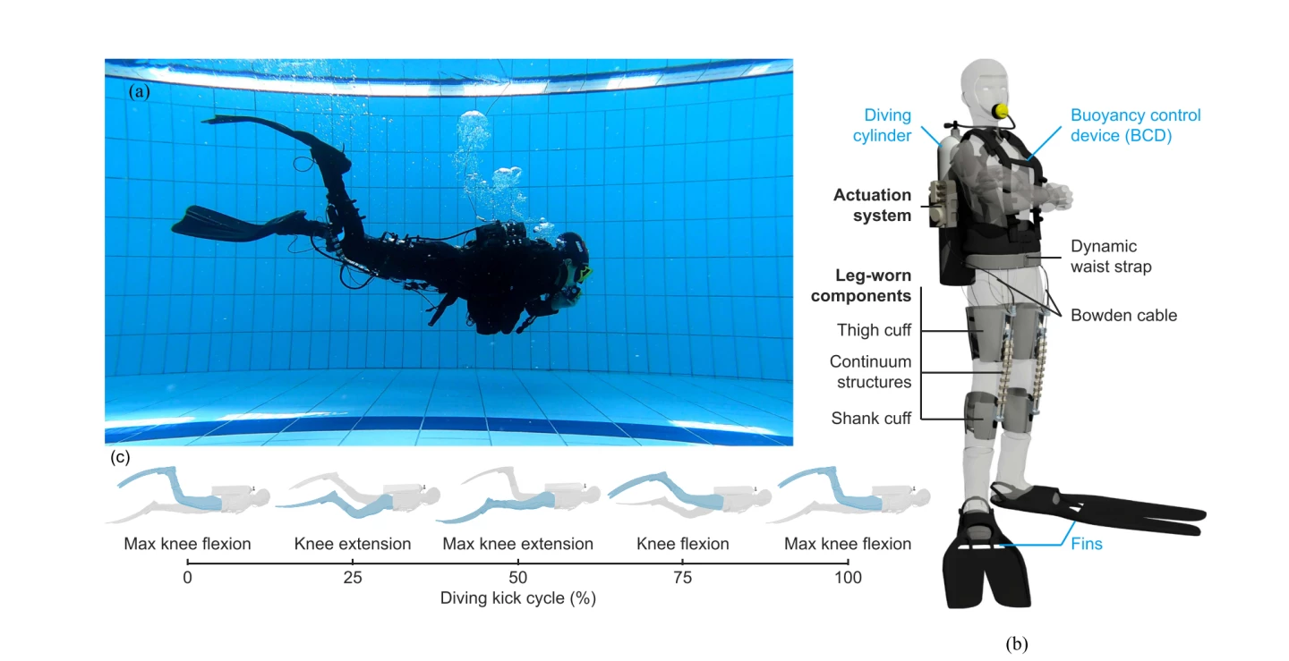 Researchers carefully measured the different phases of a diver's flutter kick to determine when the exoskeleton could help the most