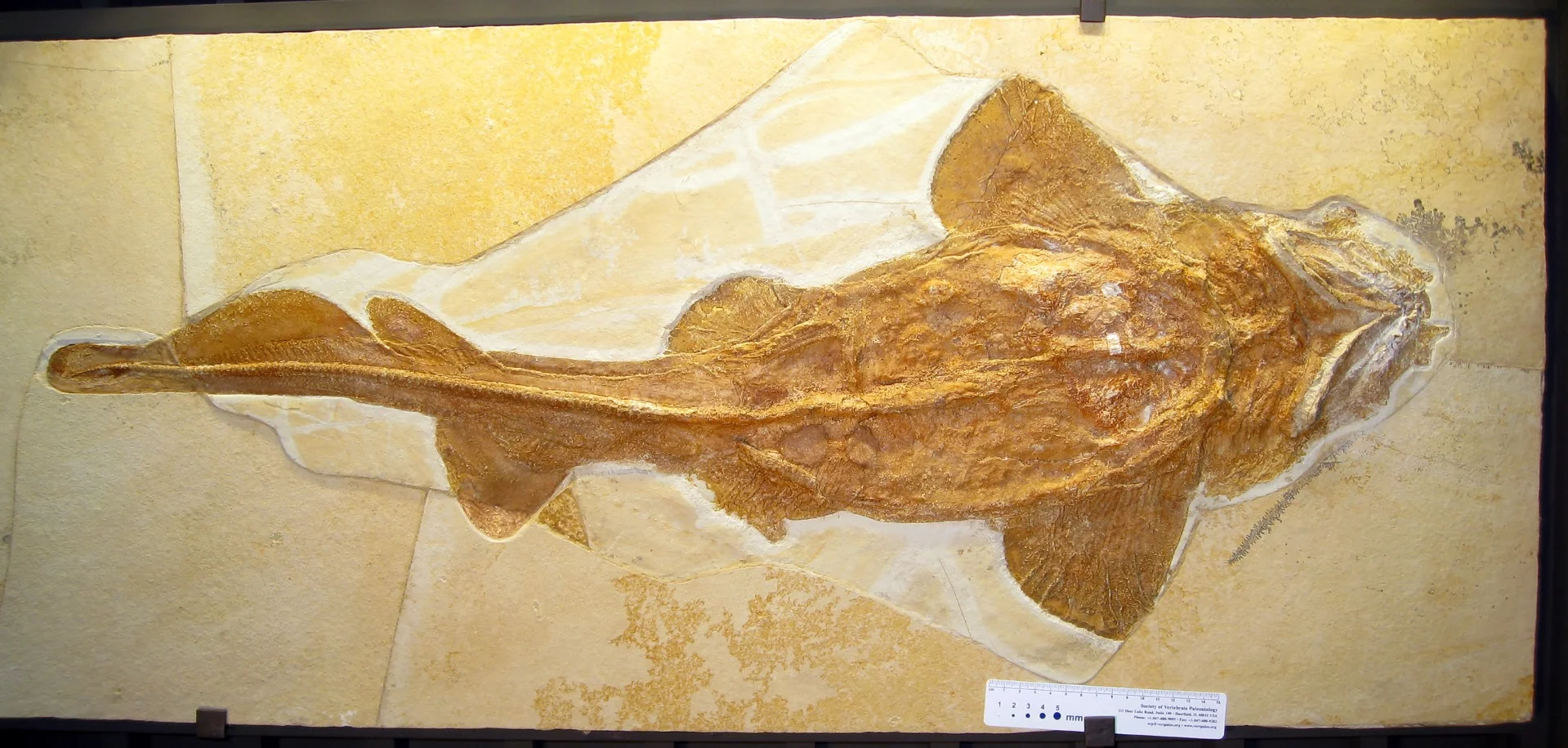 A whole skeleton of the fossil shark Palaeocarcharias stromeri, from the Jura Museum Eichstätt