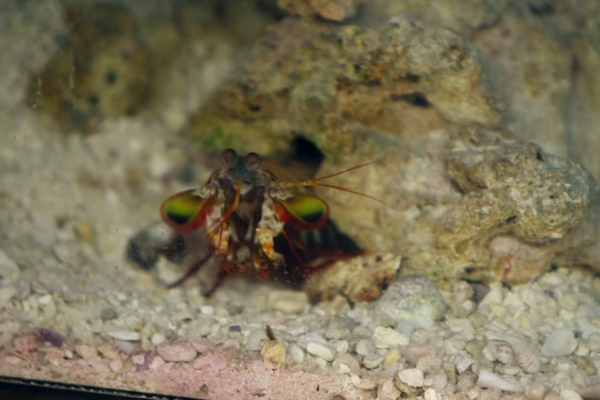 A mantis shrimp in one of UCR's tanks