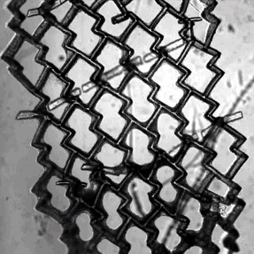 The honeycomb-shaped mesh of heart cells contract periodically like a beating heart