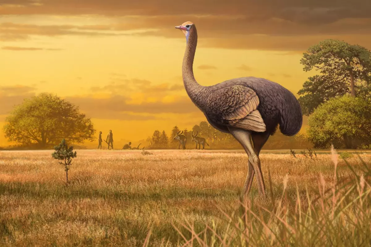 An artist's impression of Pachystruthio dmanisensis - fossils of this giant bird have been discovered in a cave in Crimea