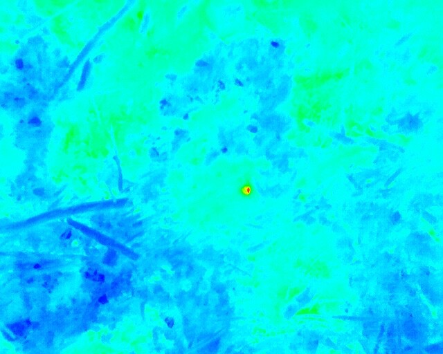 A thermal photograph, revealing a nightjar nesting site in the middle
