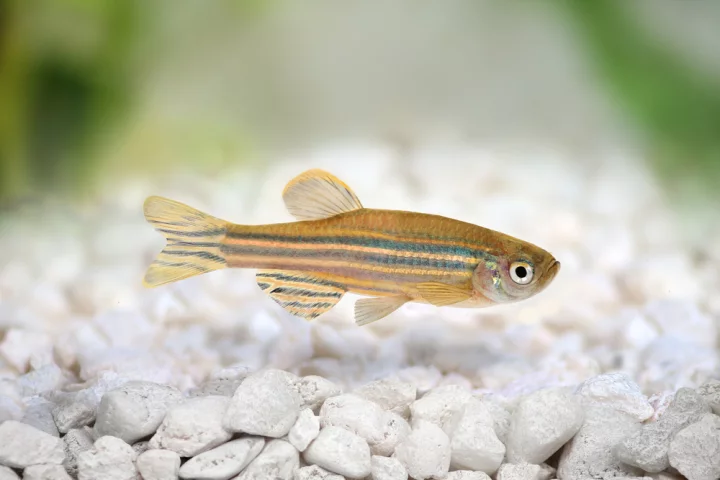 Scientists have found that animals such as the zebrafish are able to produce their own UV-protecting chemicals, possibly leading to improved sunscreens for humans (Photo: Shutterstock)