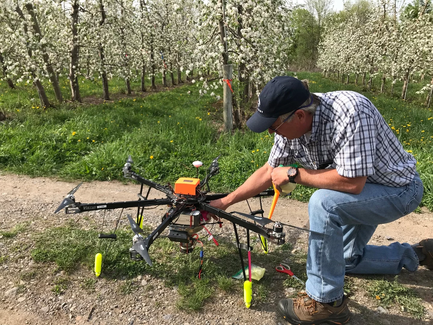 Dropcopter UAV pollination may be less efficient than bee pollination, but is more reliable