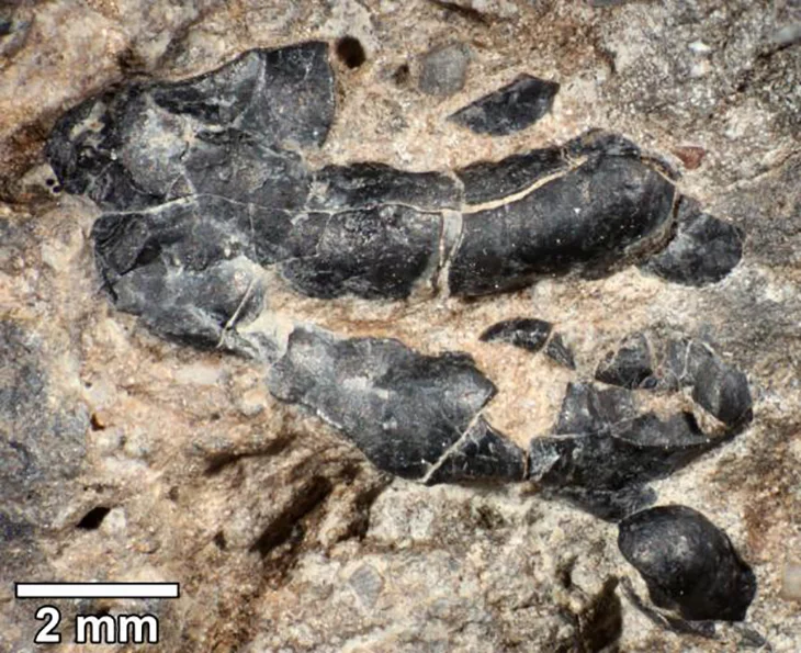 Darker crustacean shells embedded in fossilized dinosaur feces