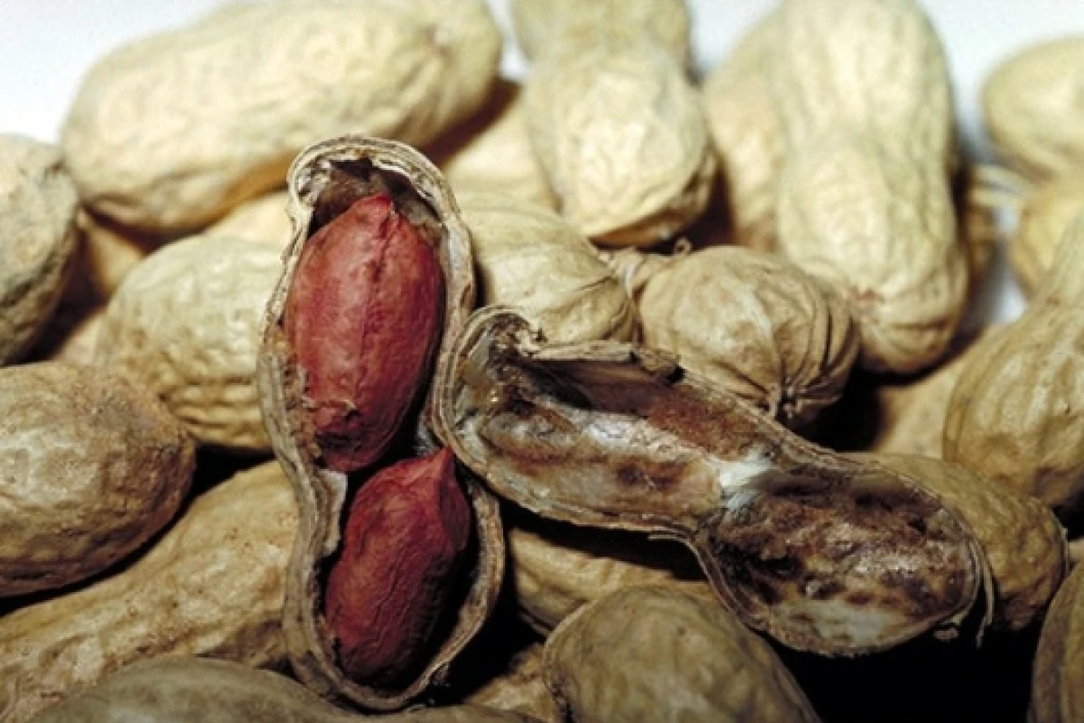 Peanuts: no longer a death sentence for allergy sufferers?
