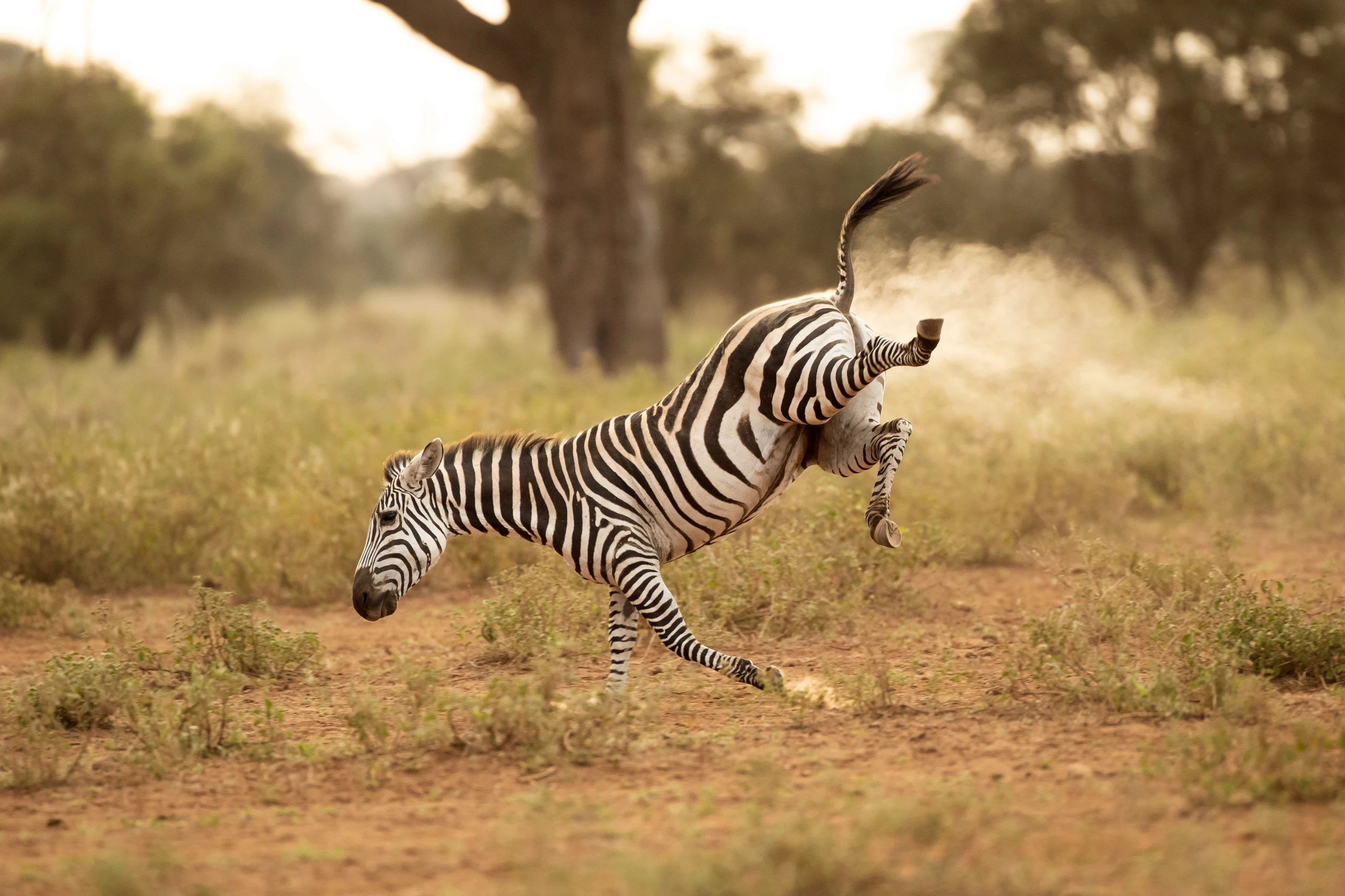 "Buck-a-roo!" Zebra, Amboseli, Kenya