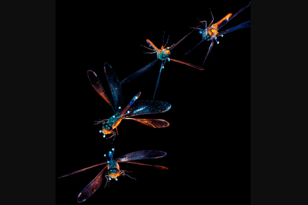 An upside-down dragonfly rights itself by performing an aerial backflip