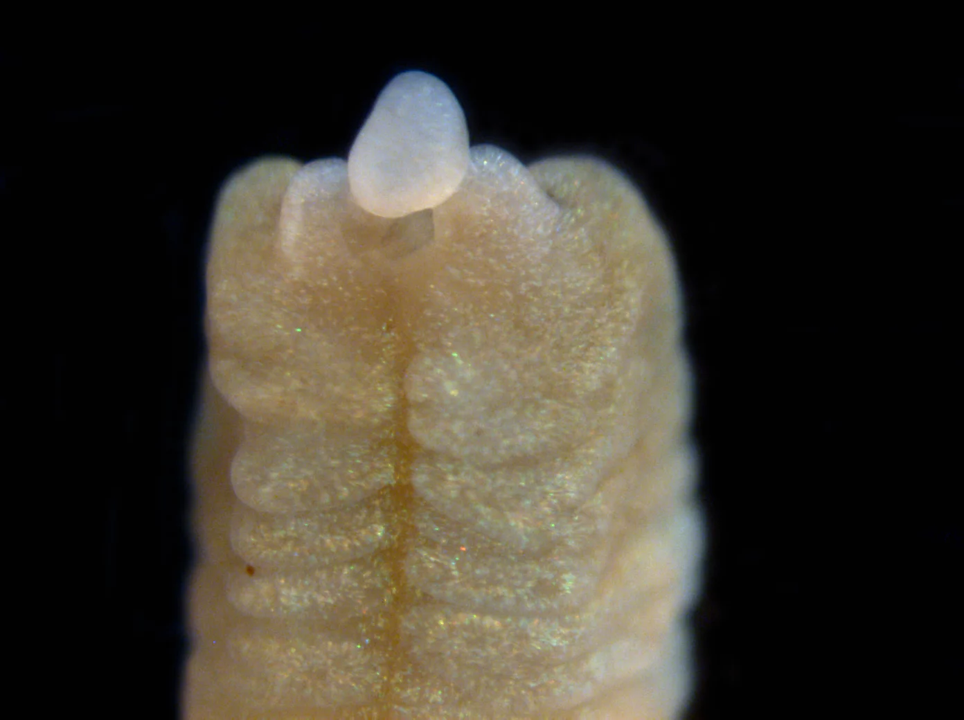 Five days after being cut - a rudimentary head, including the mouth and proboscis, has formed