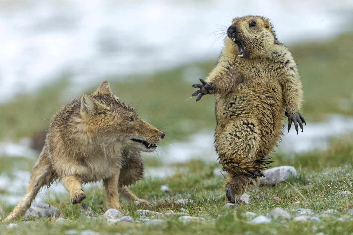 Overall Winner 2019, plus Winner in Behaviour: Mammals. Early spring on the alpine meadowland of the Qinghai–Tibet Plateau, in China’s Qilian Mountains National Nature Reserve