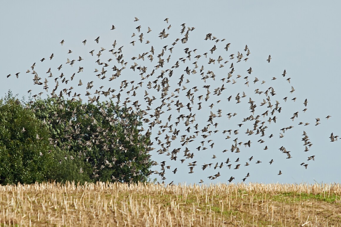 Lasers have been found to make effective scarecrows against birds such as starlings and red-winged blackbirds