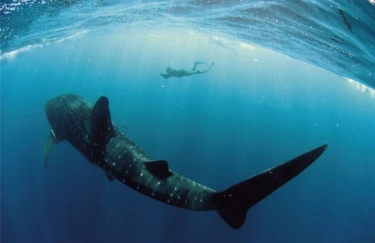 The whale shark is the world's biggest living fishPhoto Credit: Rolex Awards / Kurt Amsler
