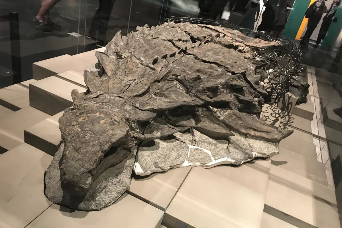 The nodosaur is on display at the Royal Tyrrell Museum in Alberta, Canada