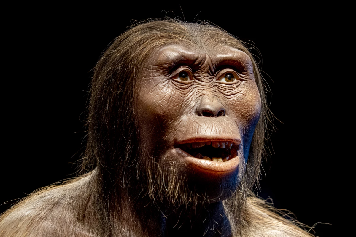 Computer imaging of Lucy, a 3.2-million-year-old hominin, whose incomplete skeleton was found in 1974