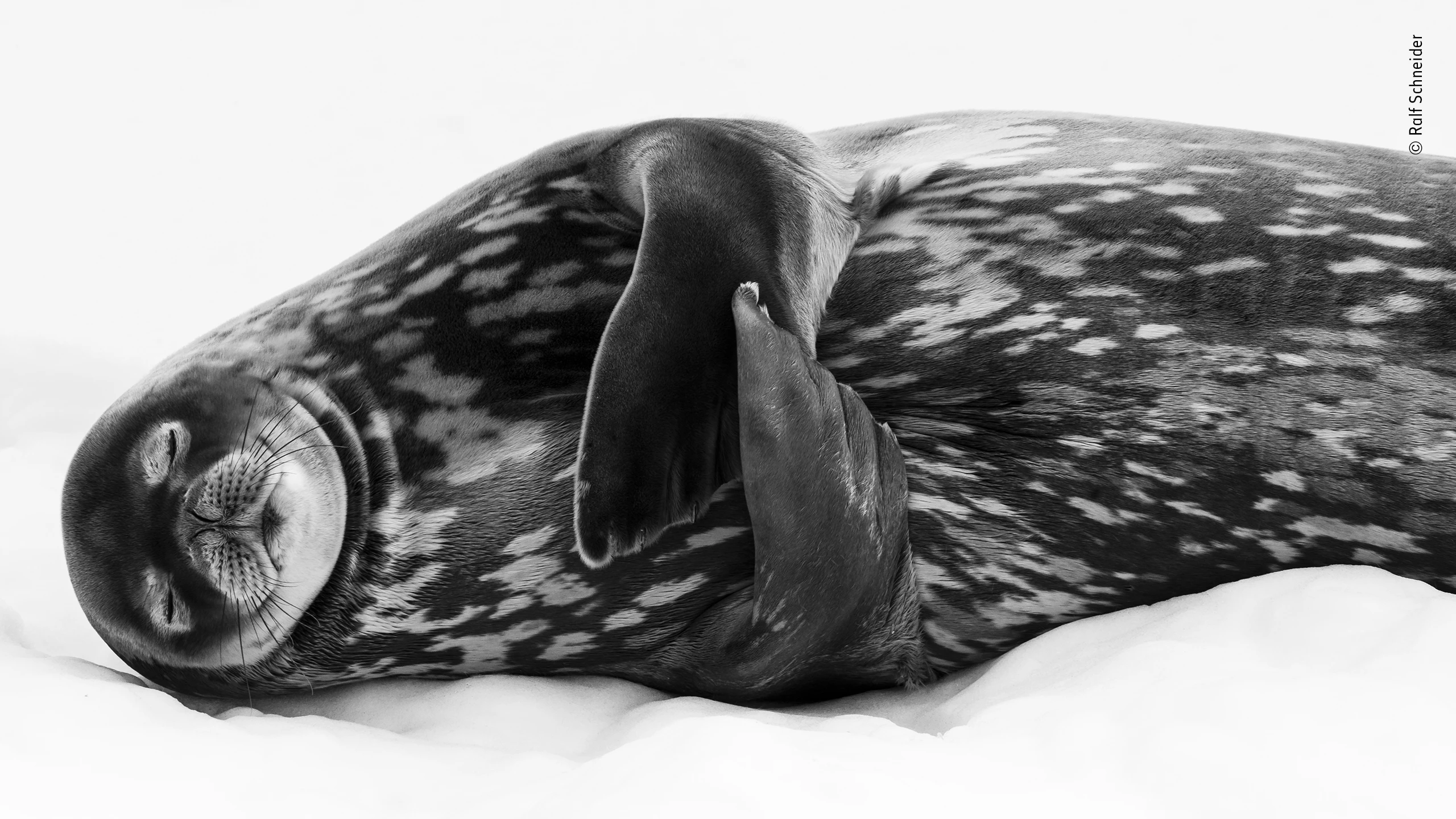 "Sleeping like a Weddell" by Ralf Schneider. Highly Commended 2019, Black and White. Hugging its flippers tight to its body, the Weddell seal closed its eyes and appeared to fall into a deep sleep. Lying on fast ice (ice attached to land) off Larsen Harbour, South Georgia, it was relatively safe from its predators – killer whales and leopard seals – and so could completely relax and digest.