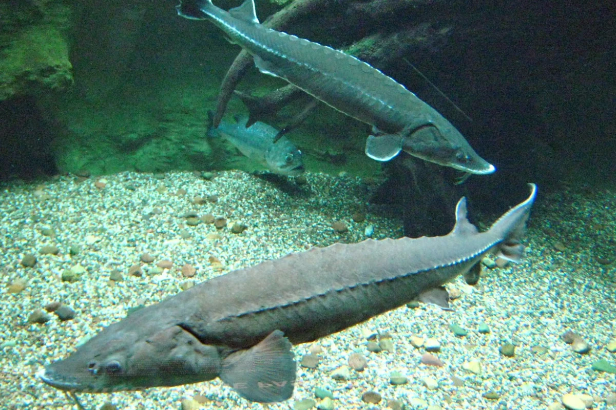 PNNL's self-powered acoustic fish-tracking tag is designed to track long-living fish such as sturgeon
