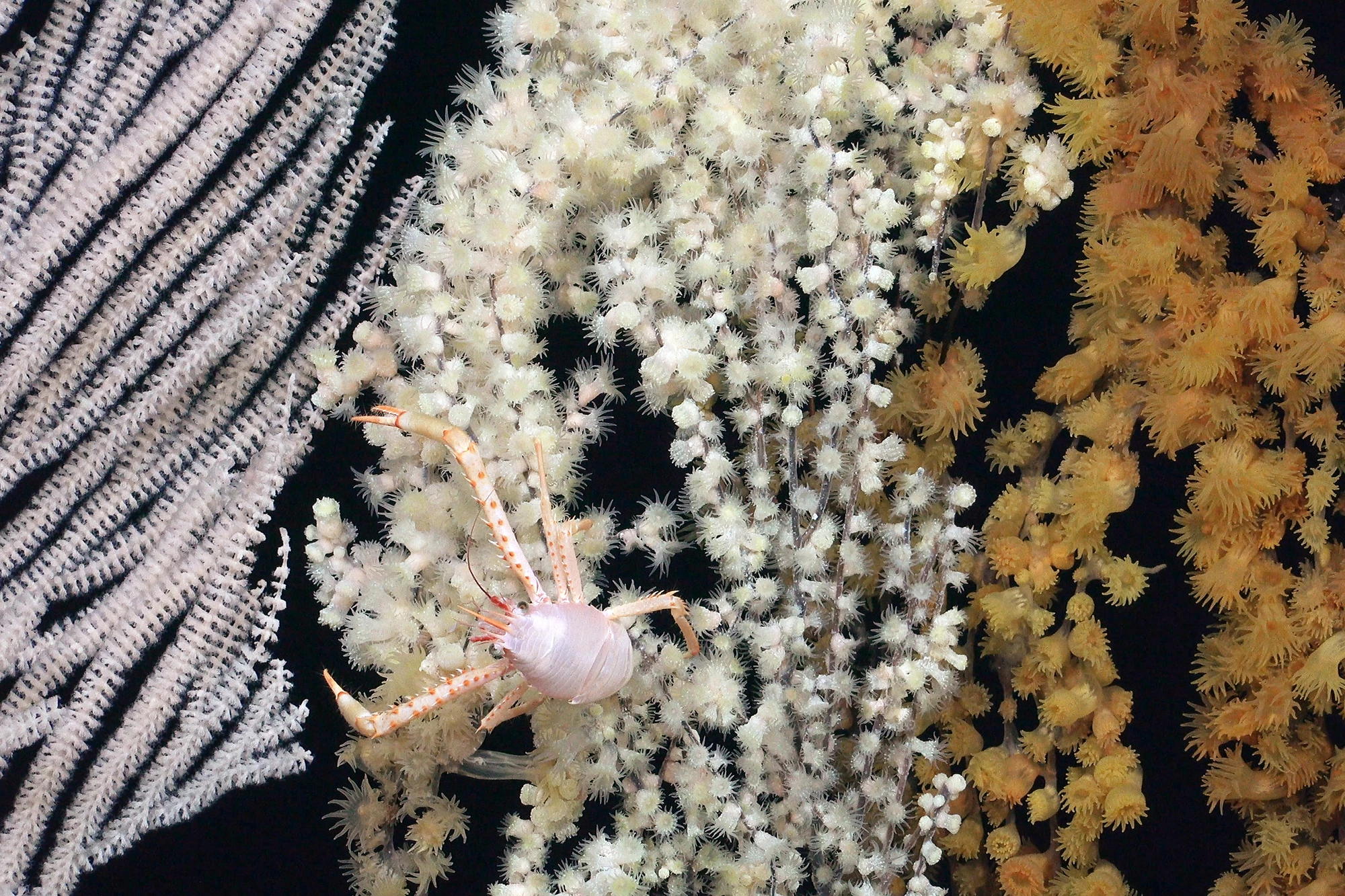 A Primnoid coral and squat lobster visitor on the eastern flank of an unexplored seamount within Chile's national jurisdiction