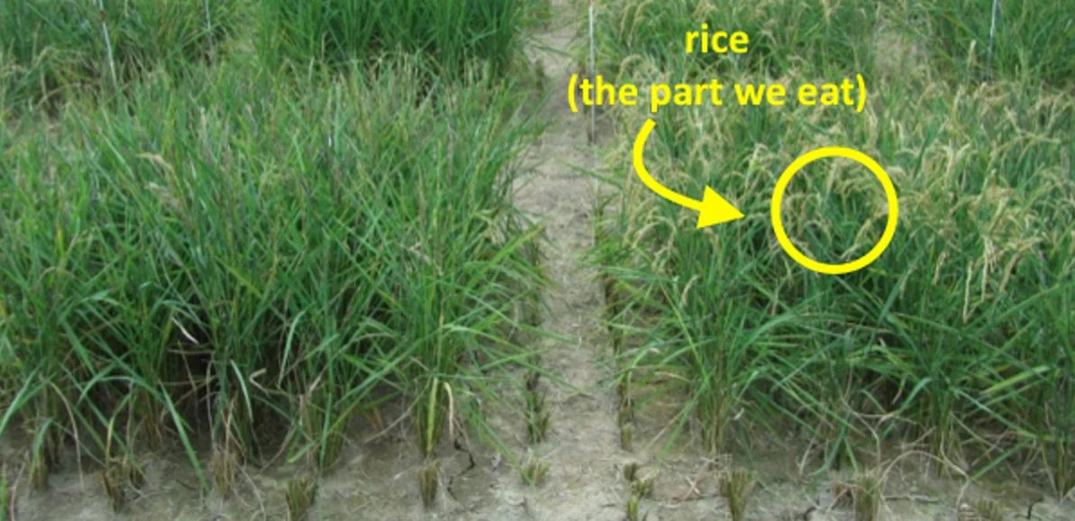 Field performance of unmodified Curinga rice (left) and promising transgenic strain 2580 (right)