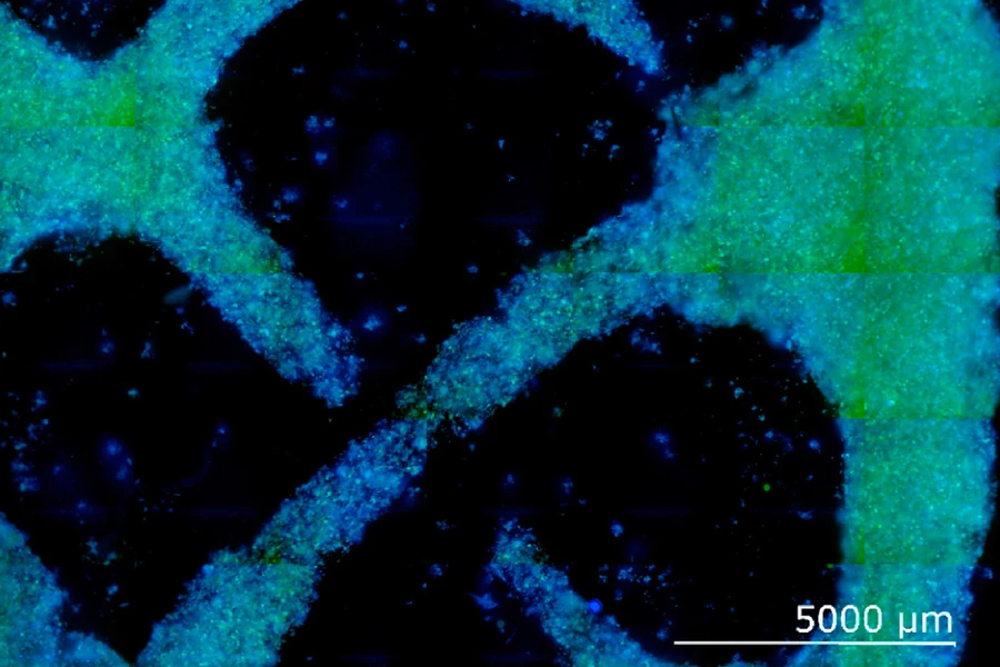 A microscope image of the wood-like cells grown in a gel matrix