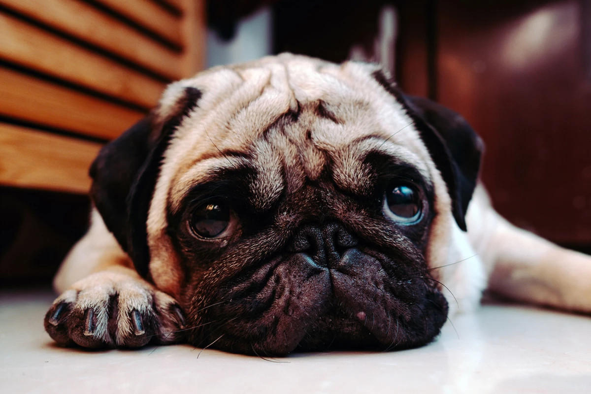 Whether a dog has a short-, medium-, or long-nose, affects their behavior