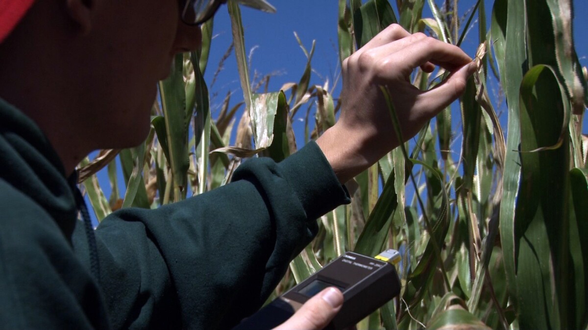 A team member takes moisture readings from corn at a Midwestern farm