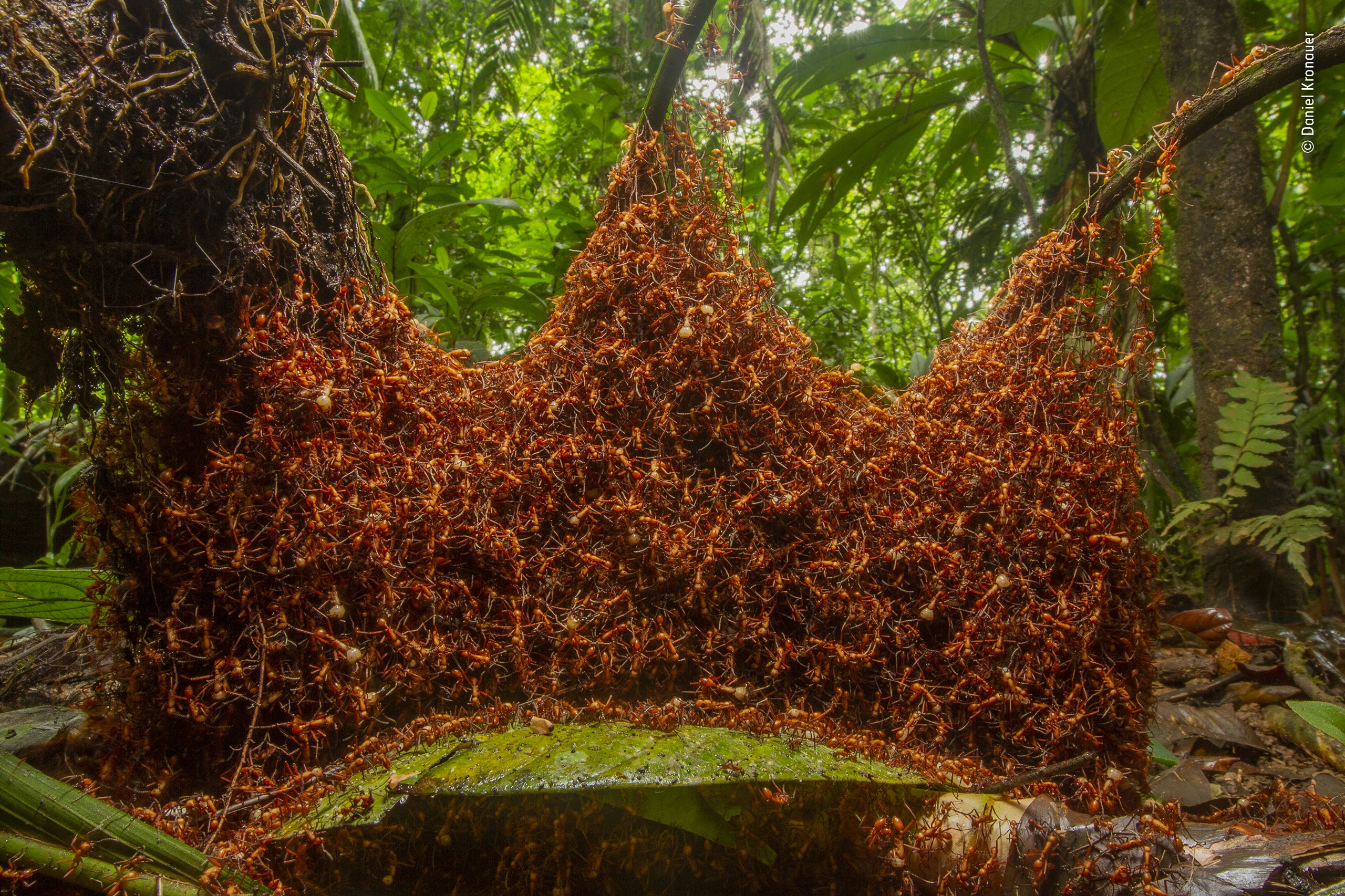 Winner - Behaviour: Invertebrates. Army ants are nomadic and assemble temporary bivouac nests out of their own bodies. The precise shape of these bivouacs emerges from the local interactions between the ants and their physical environment.