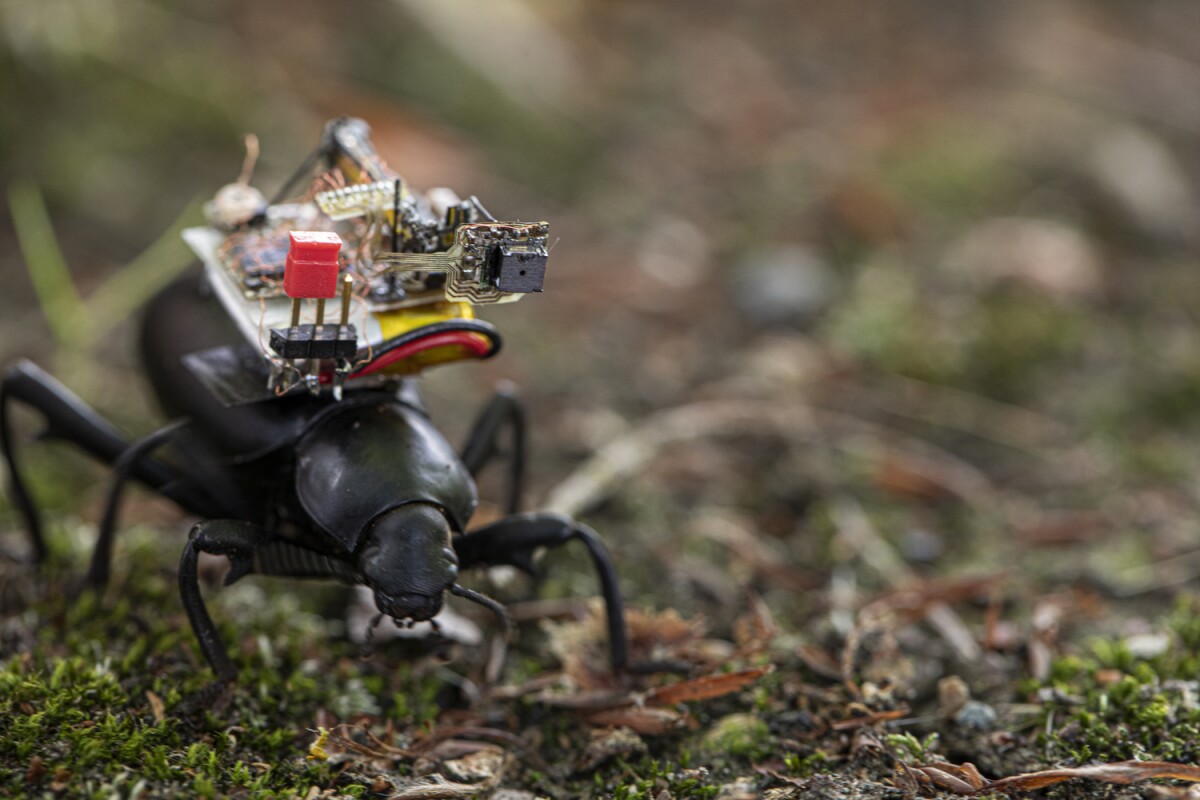 A beetle dons an electronic backpack containing a tiny camera
