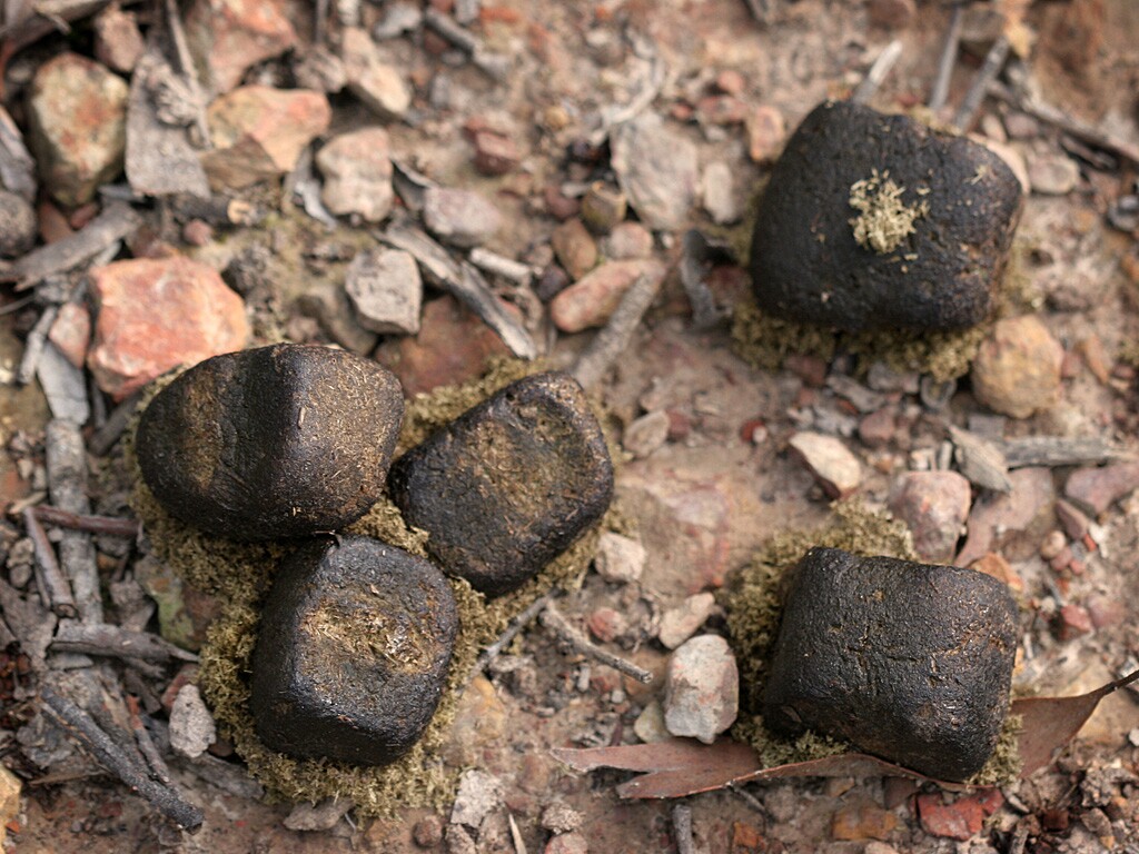 The infamous square poop comes out of a round hole