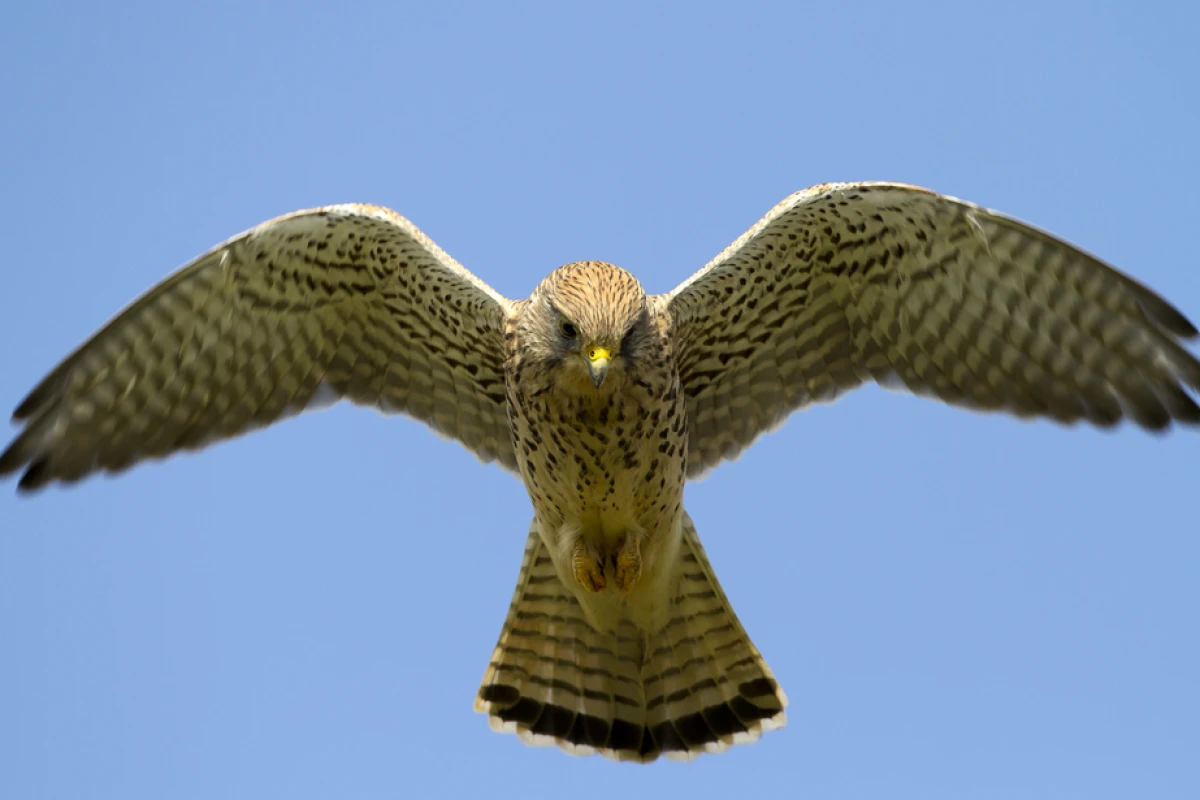 The team has previously explored the kestrel's ability to detect and make use of surrounding wind currents as a means of countering turbulence
