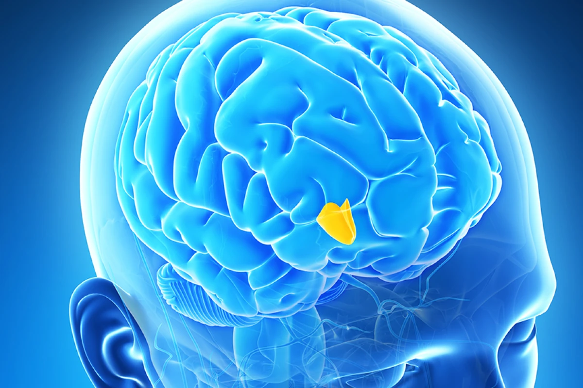 The small almond-sized portion of the brain known as the hypothalamus could be the body's "Fountain of Youth" (Image; Shutterstock)
