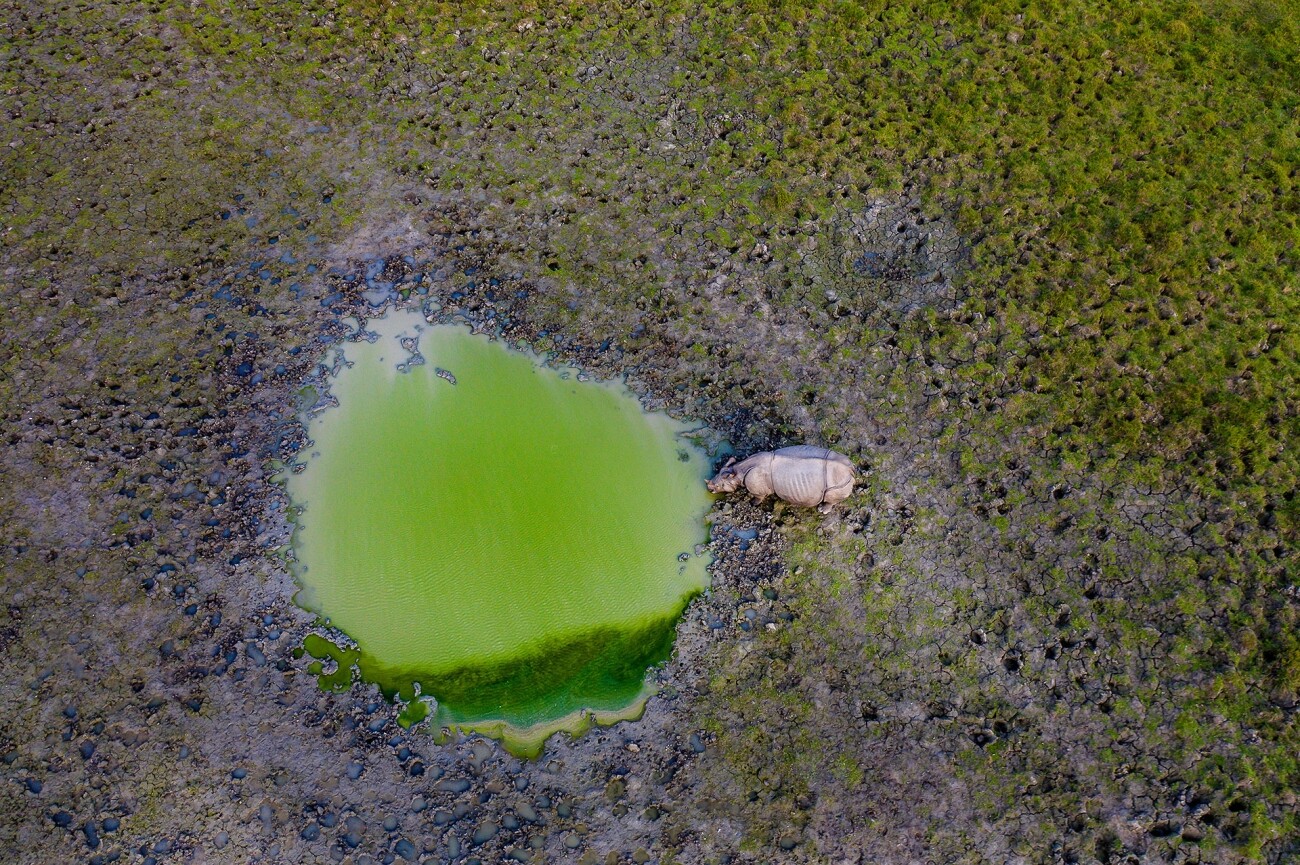Highly Commended - Wildlife. An Afternoon Drink. Assam, India