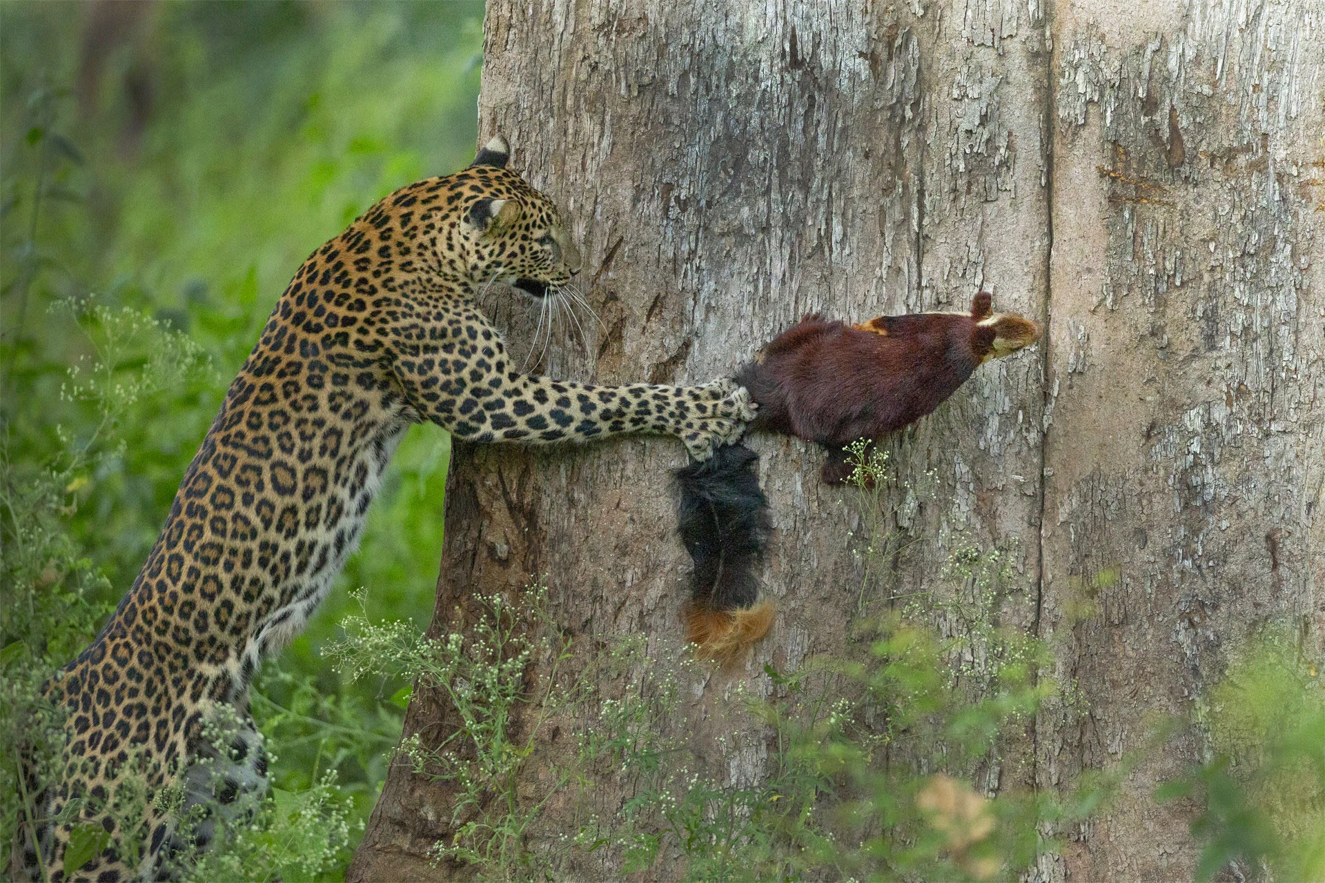 Winner - Animal Behaviour. Bandipur National Park, Karnataka. The leopardess was deep in slumber high up on a tree branch when awakened by the alarm calls of a Malabar Giant Squirrel.