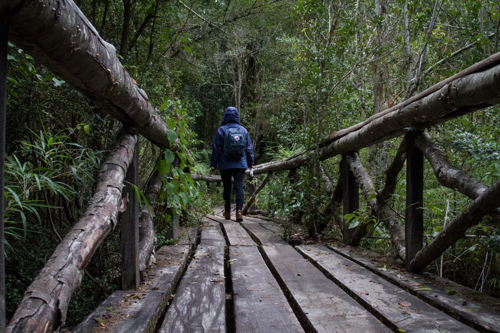 Elevated wooden walkways that twist and turn through the trees