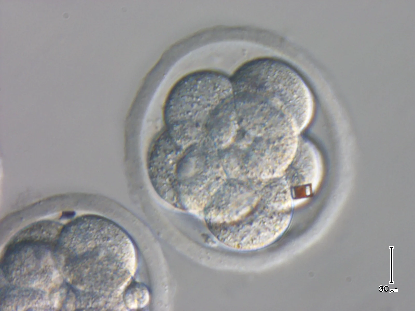 Spanish scientists have attached silicon barcode labels to embryos and oocytes