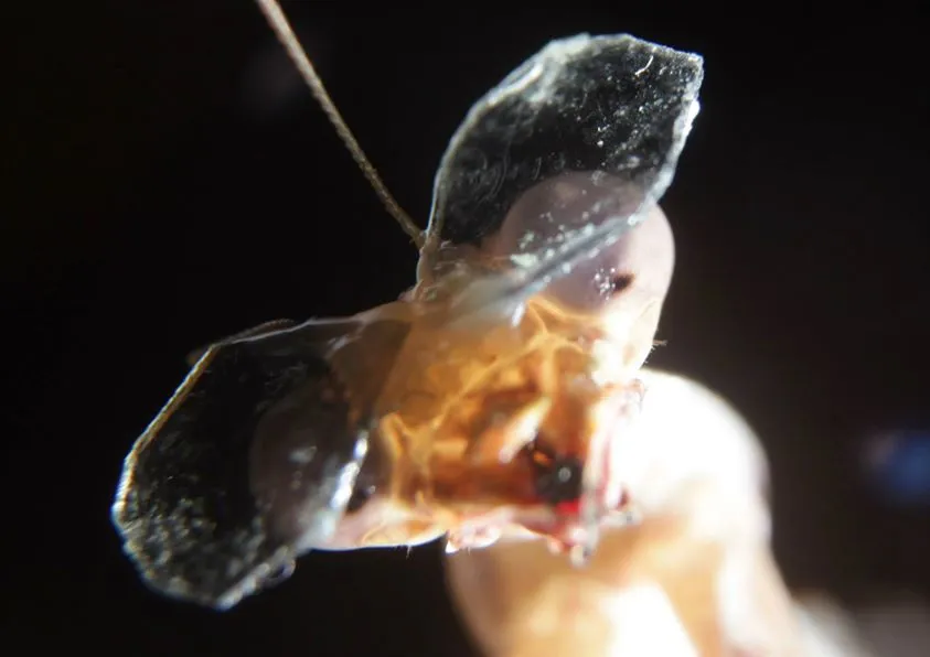 The eyewear is temporarily fixed in front of the animals' compound eyes, using beeswax as an adhesive