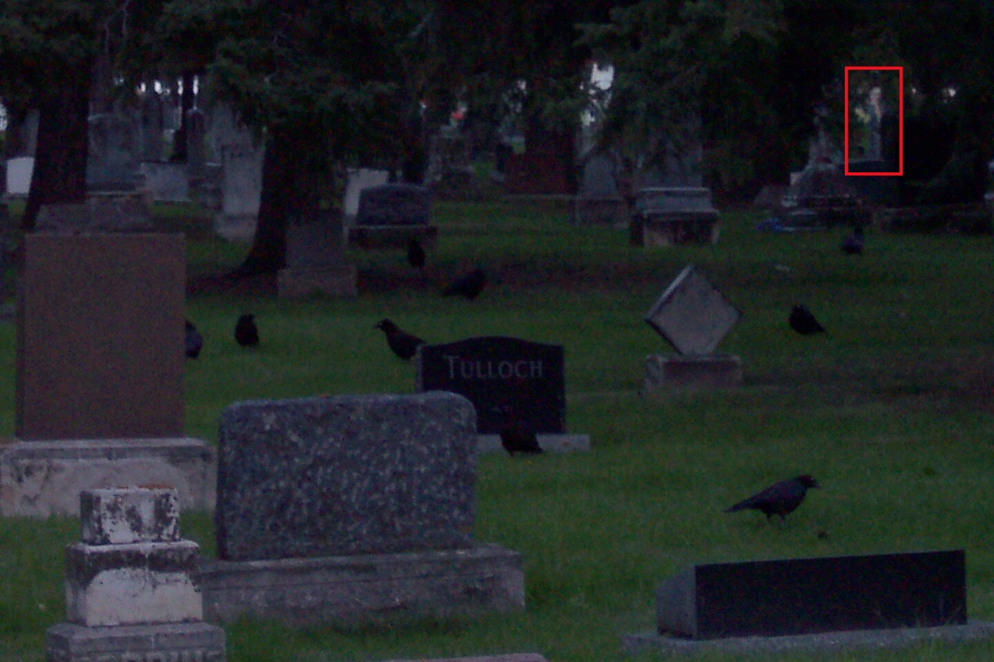 A possible ghost (upper-right corner) photographed in an Edmonton cemetery using a conventional digital still camera (Photo: Paranormal Explorers)