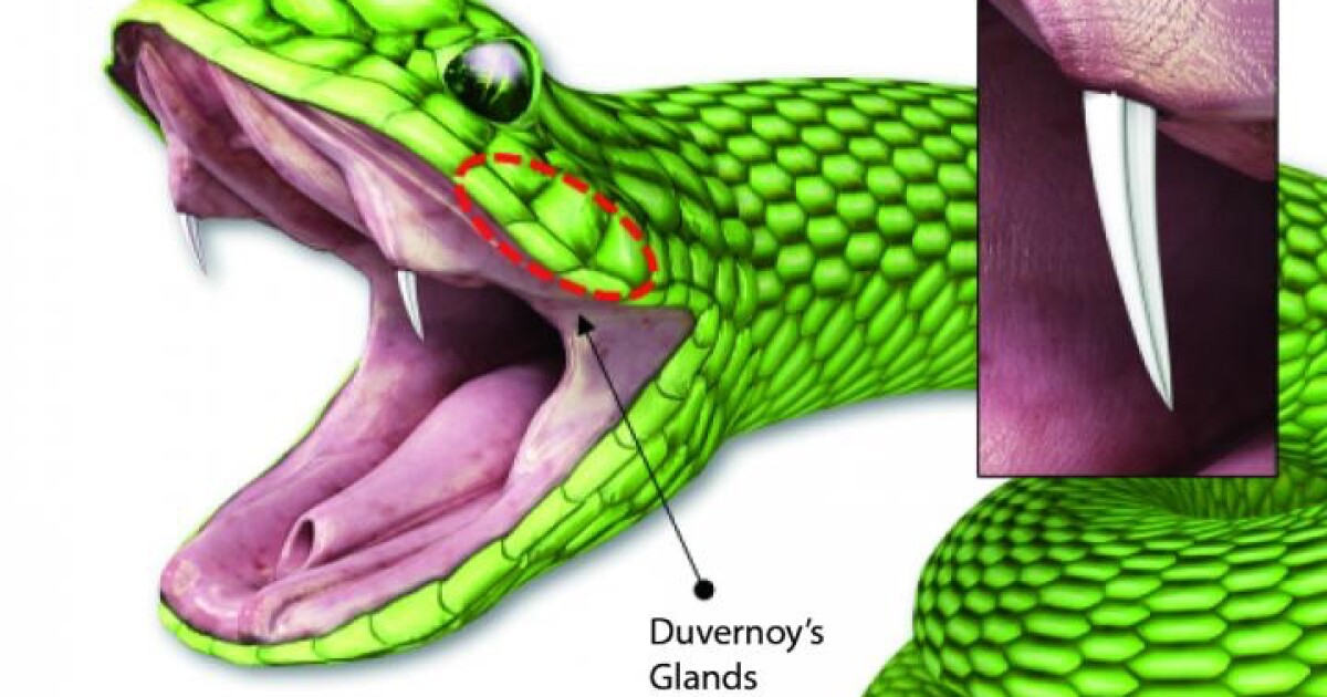 Venomous Snake Fangs Inspire New Microneedle Drug Delivery System