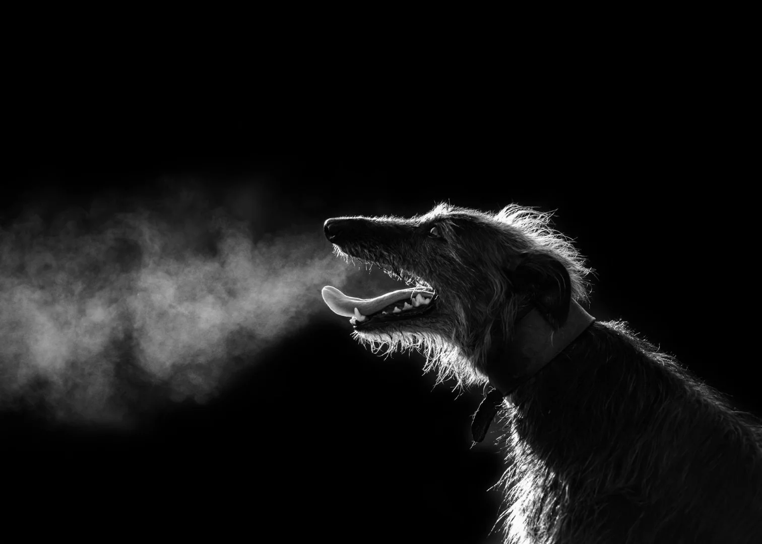 Pets – Gloucestershire. "Dragon Hound"