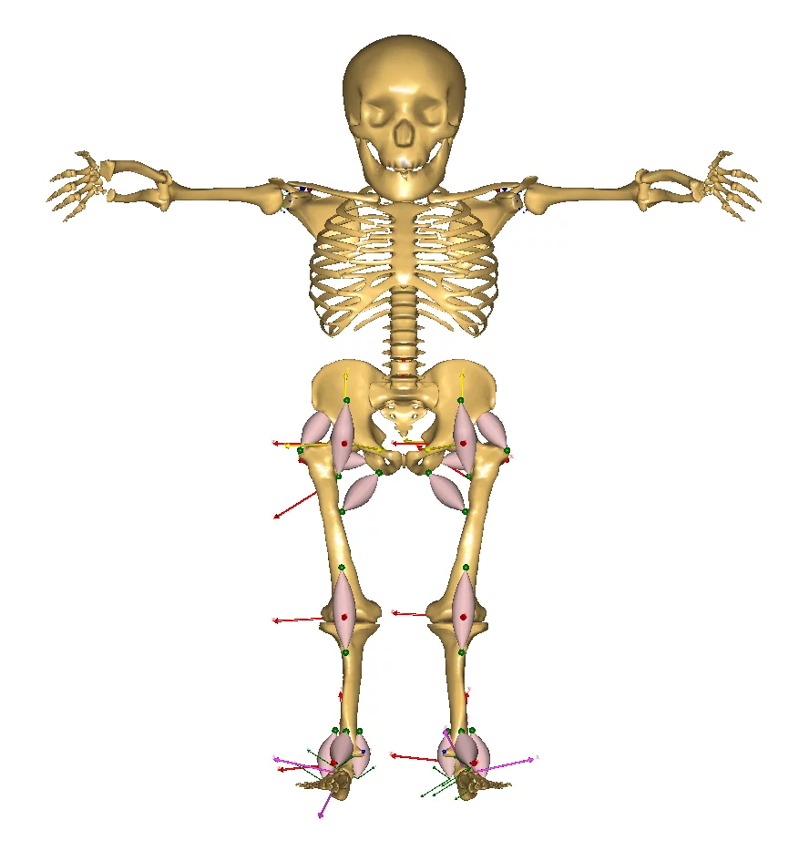 CAD diagram of Roboy's muscle simulation