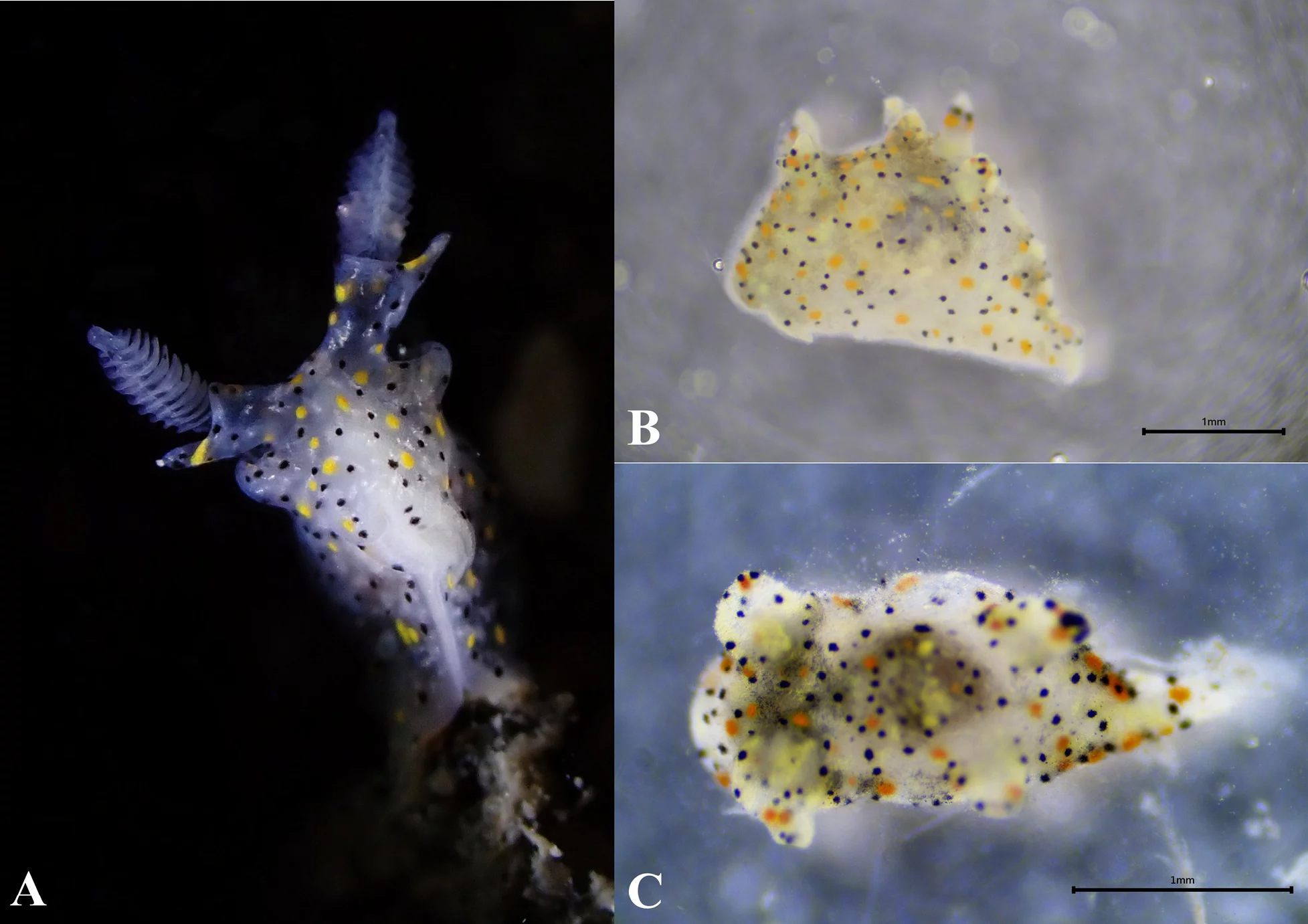 Scientists believe that nudibranch species are hiding in plain sight, as "many more are likely awaiting discovery".