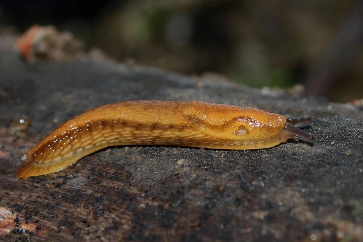 The Dusky Arion slug, secreter extraordinaire of sticky mucus