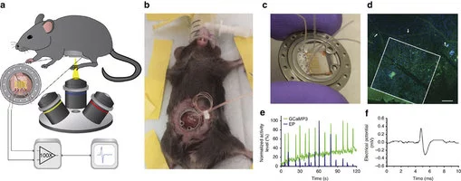 The window embedded in the mouse