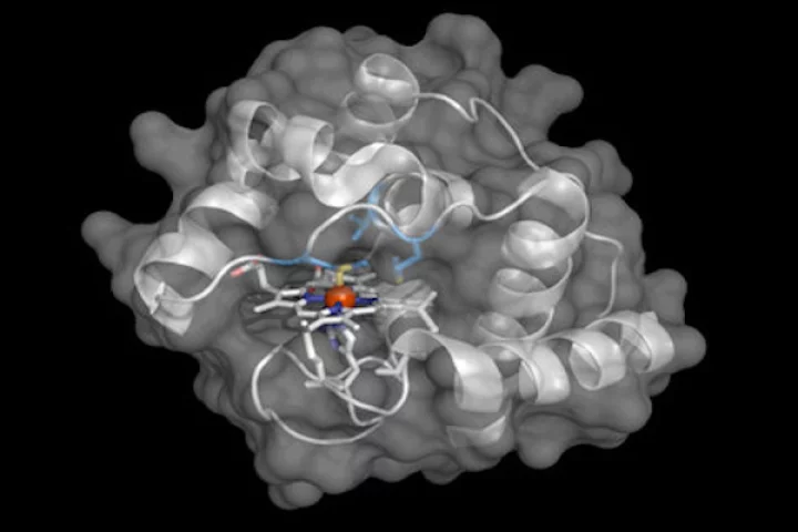 The molecular structure of an engineered enzyme that allows bacteria to build compounds containing boron-carbon bonds, which no known life form was able to do previously