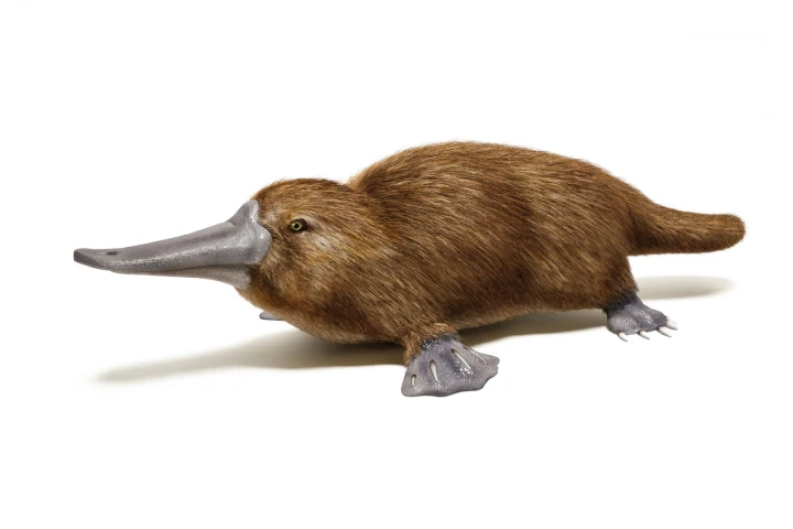 Scientists have found a completely novel protein in platypus milk that could hold unique antimicrobial properties